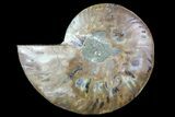 Agatized Ammonite Fossil (Half) - Madagascar #83824-1